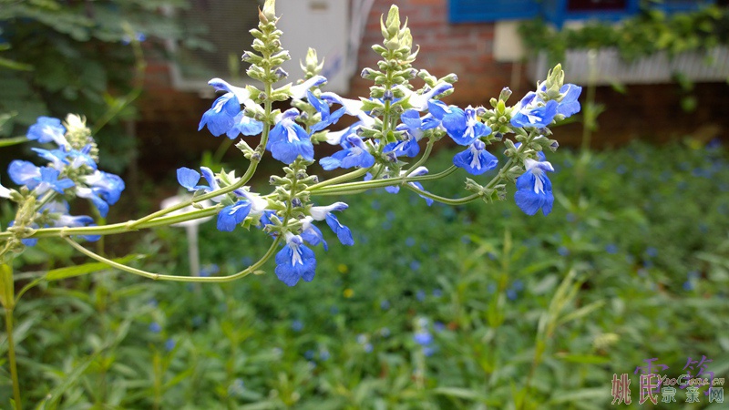 花花02.jpg