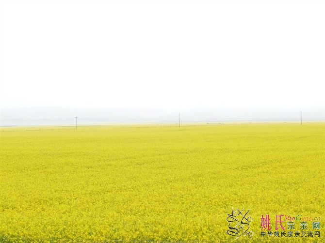 湖畔油菜花盛开.jpg