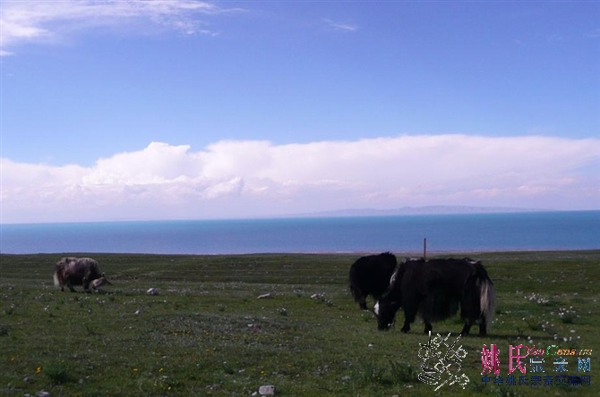 青海湖周围湖滨地势开阔平坦，碧绿的草滩绿茵如毯，草滩上那几只漫步的牦牛，更是分外的悠闲.jpg