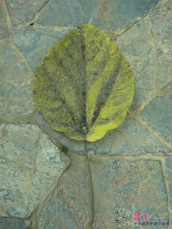 DSC00154.jpg