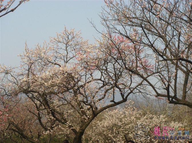 DSC00561.jpg