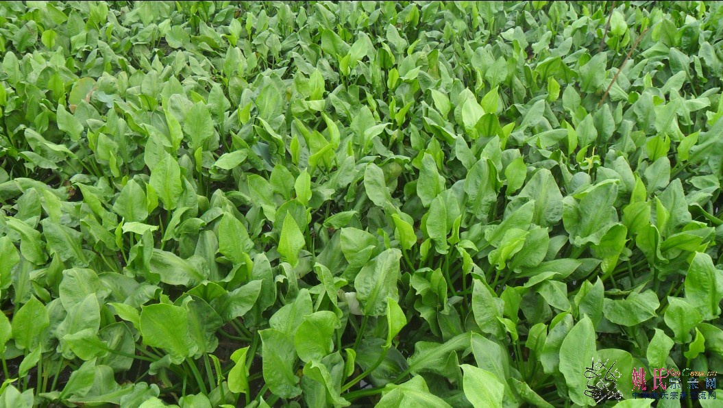 菠菜吗？.jpg